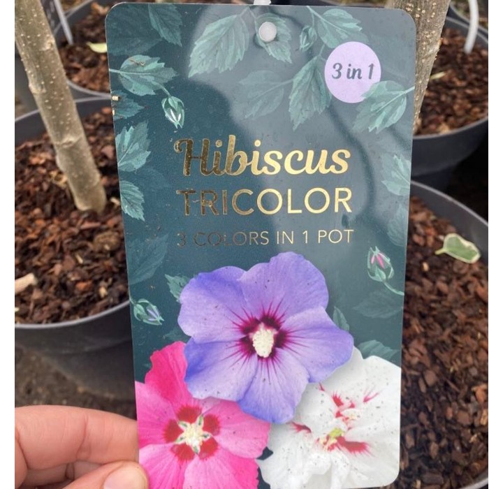 hibiscus tricolor