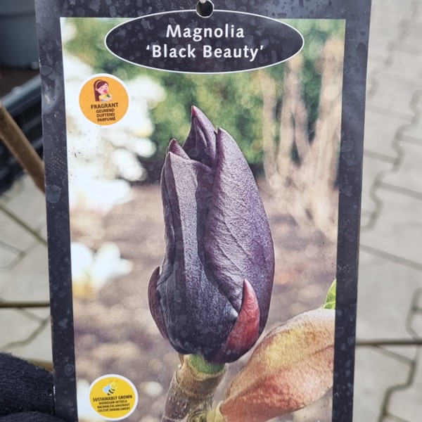 magnolia-black-beauty