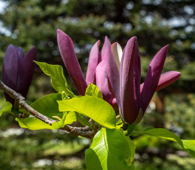 magnolia-black-beauty1