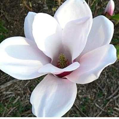 magnolia satisfaction (2)
