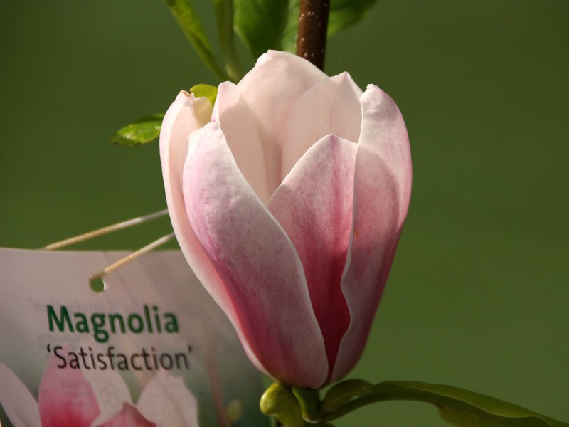 magnolia satisfaction (7)