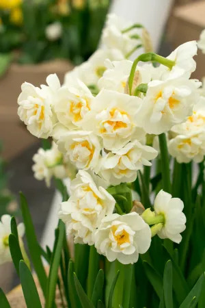 16327 Narcissus Cheerfulness 1