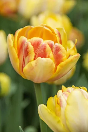 16443 Tulipa Foxy Foxtrot 3