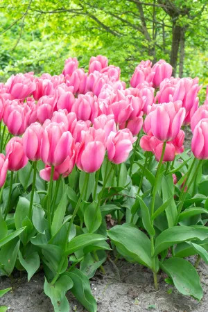 16477 Tulipa Big Love 1