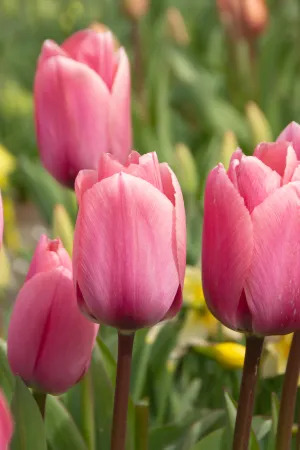 16477 Tulipa Big Love 2