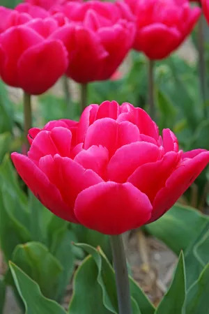 16823 Tulipa Sunset Tropical 4