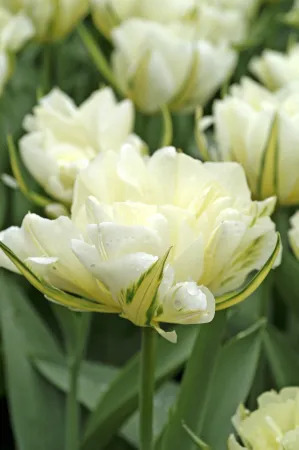 16829 Tulipa Exotic Emperor 6