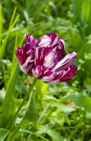 16831 Tulipa Flaming Flag 2