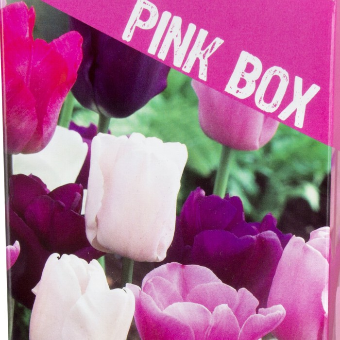 Pink box1
