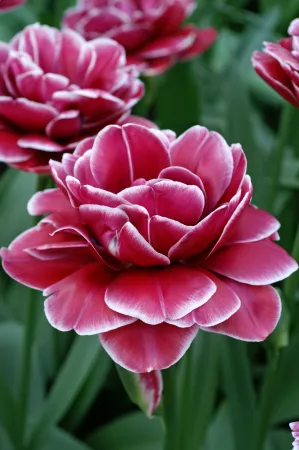 Tulipa Dream Touch 4