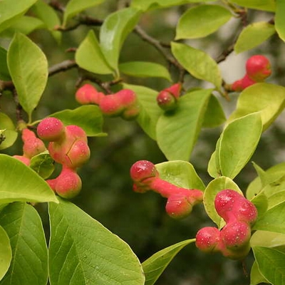 magnolia kobus (3)
